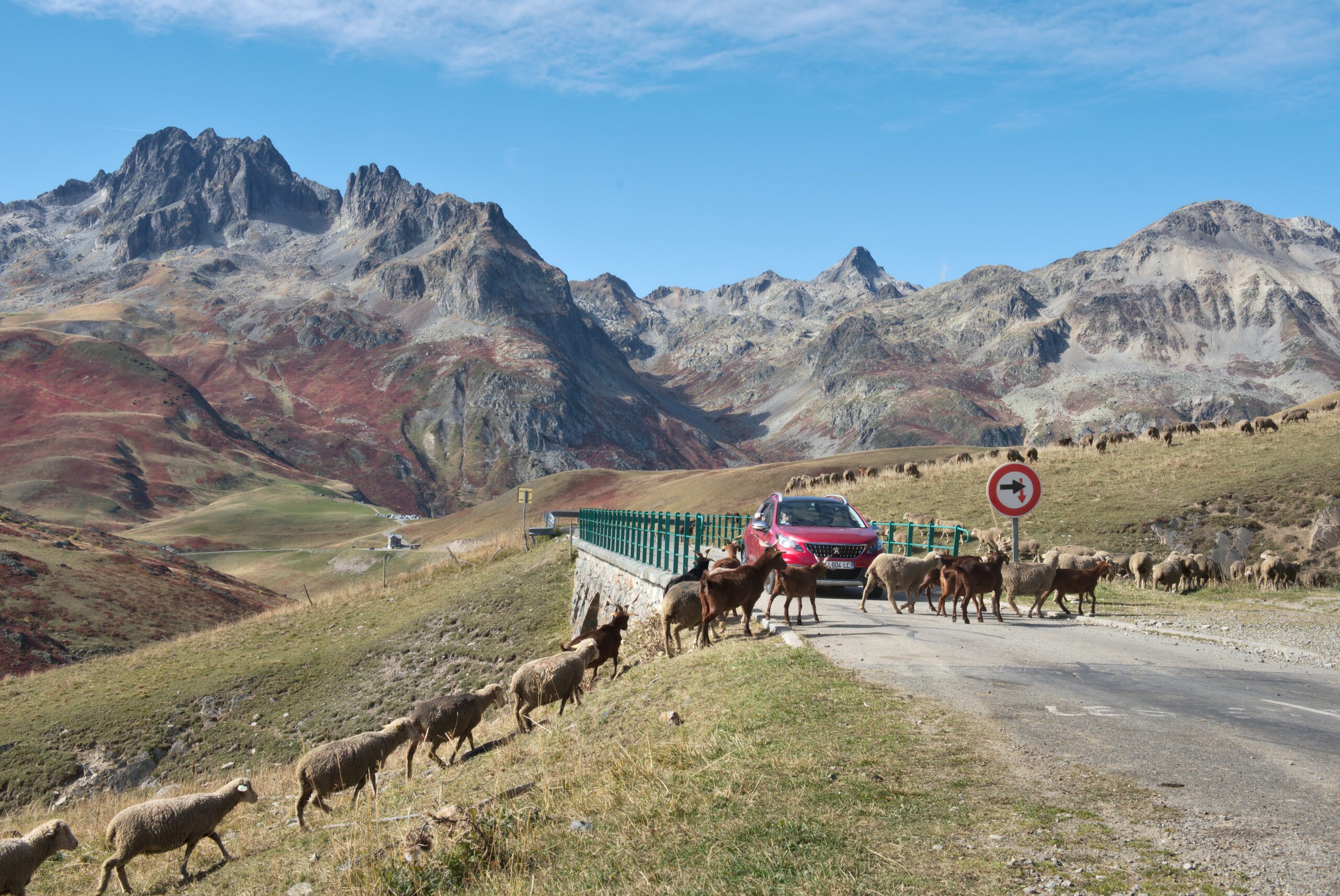 A mountain road with a red car stopped to allow a herd of sheep to cross the road in single file.